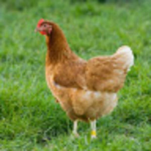 Meet your Posher, Chicken